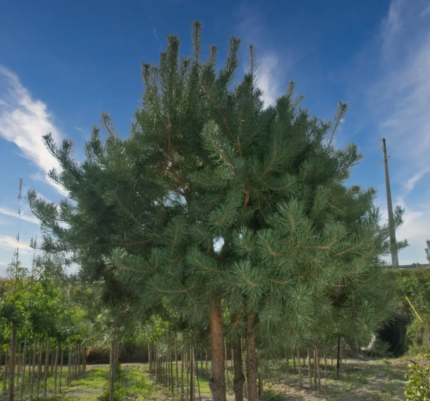 Pinus sylvestris multitronco, copa larga vista de perto
