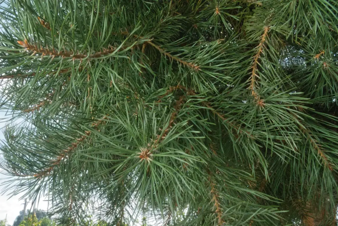 Pinus sylvestris, detalhe da folhagem em agulhas azuladas
