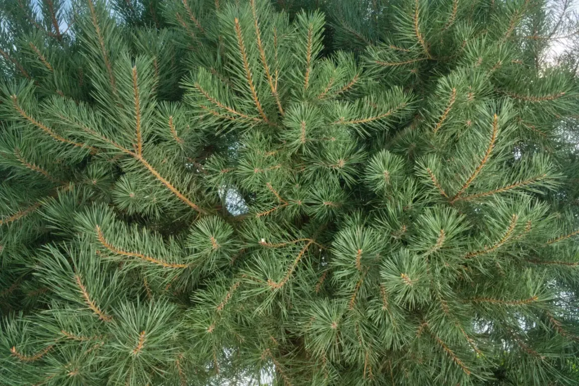 Pinus sylvestris, detalhe da ramagem densa
