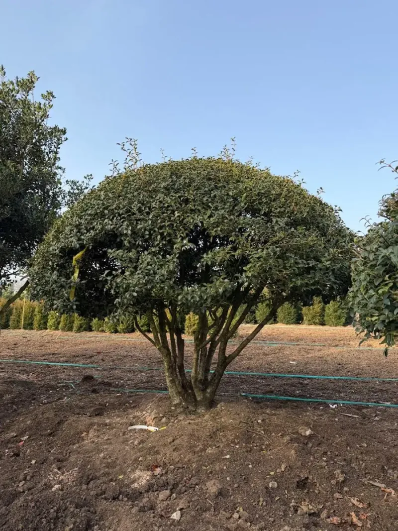 Arbusto topiado em esfera, exemplar de viveiro