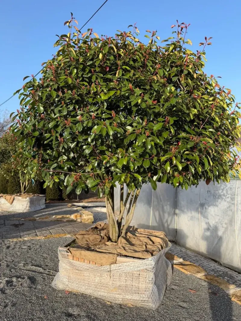 Arbusto topiado em esfera, pronto para transporte