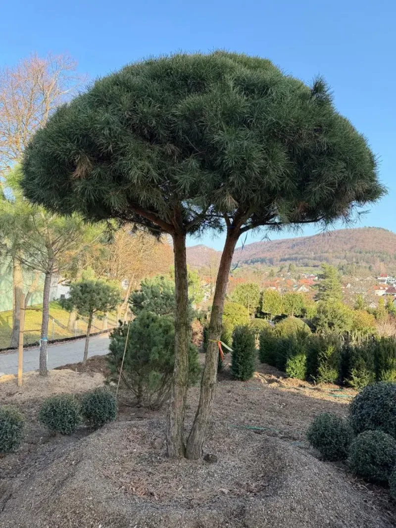 Pinheiro com copa em guarda-sol, exemplar de viveiro