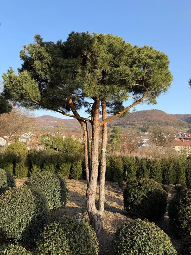 Pinheiro com copa em guarda-sol, vista panorâmica