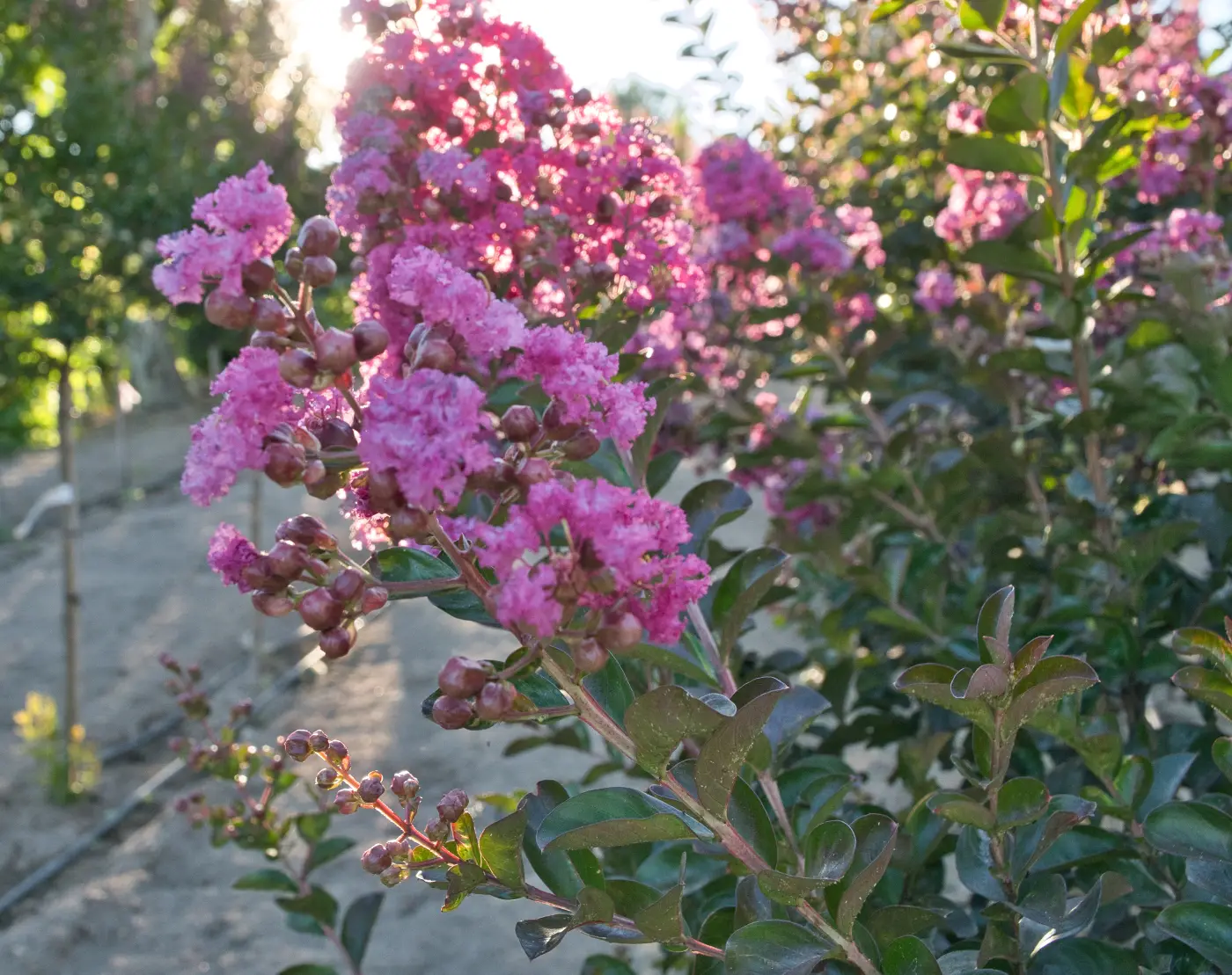 Lagerstroemia indica em flor, Âmbarplant