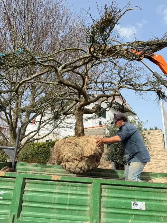 Horto Âmbarplant, viveiro de árvores multitronco