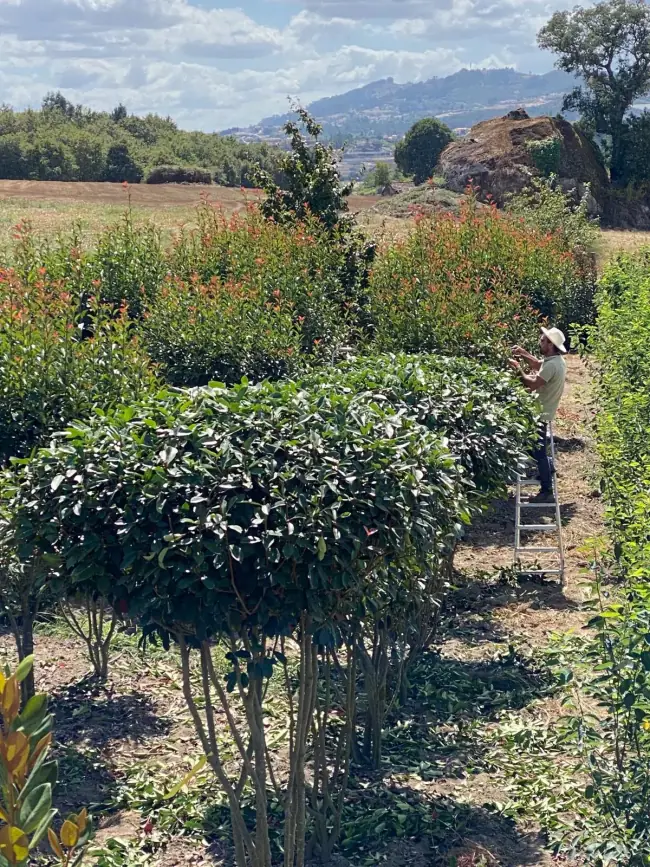 Horto Âmbarplant, exemplares em cultivo