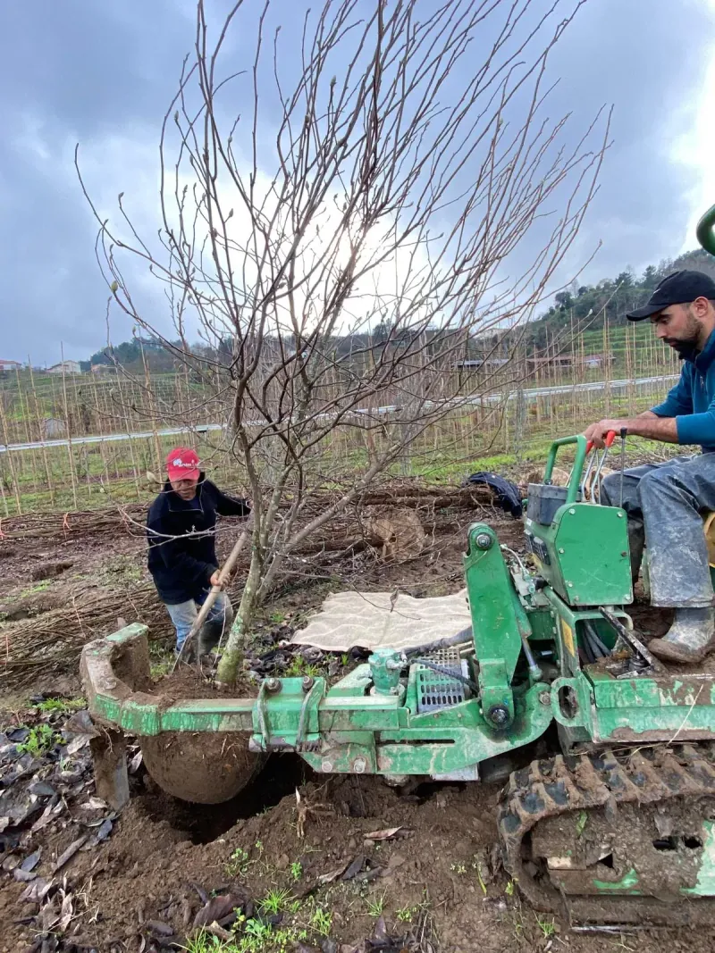 Horto Âmbarplant, exemplares em cultivo