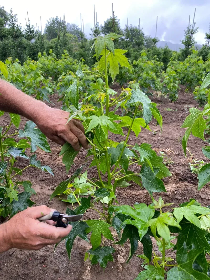 Horto Âmbarplant, viveiro de árvores multitronco