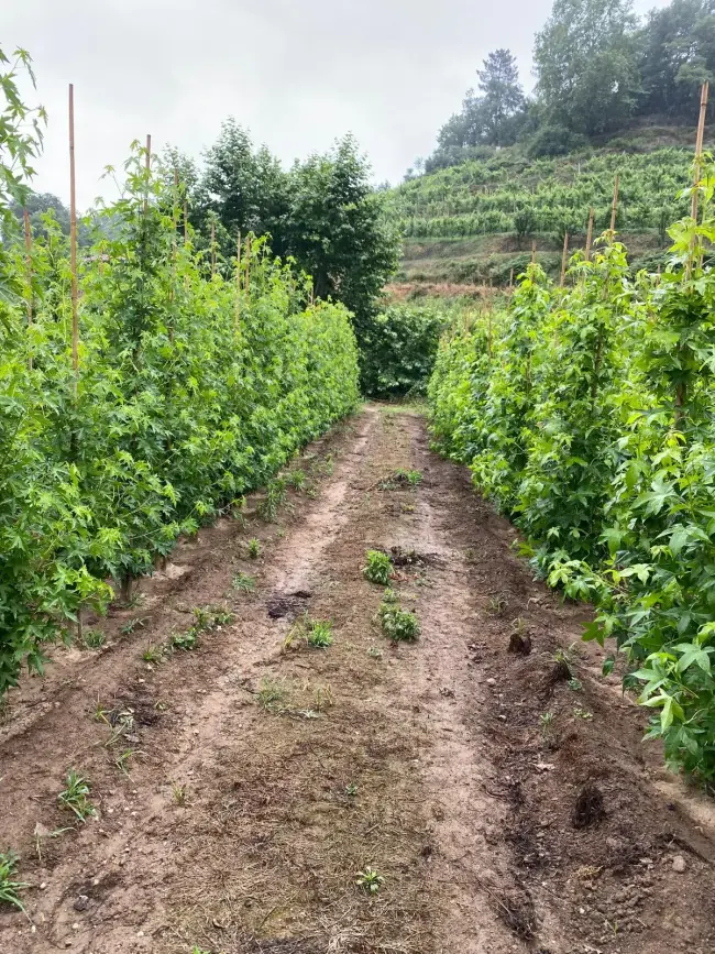 Horto Âmbarplant, viveiro de árvores multitronco